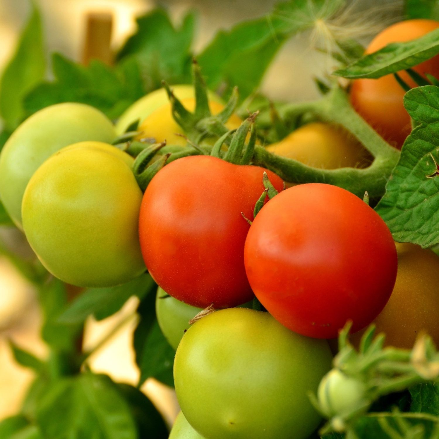 Azienda_Agricola_Iezzi1