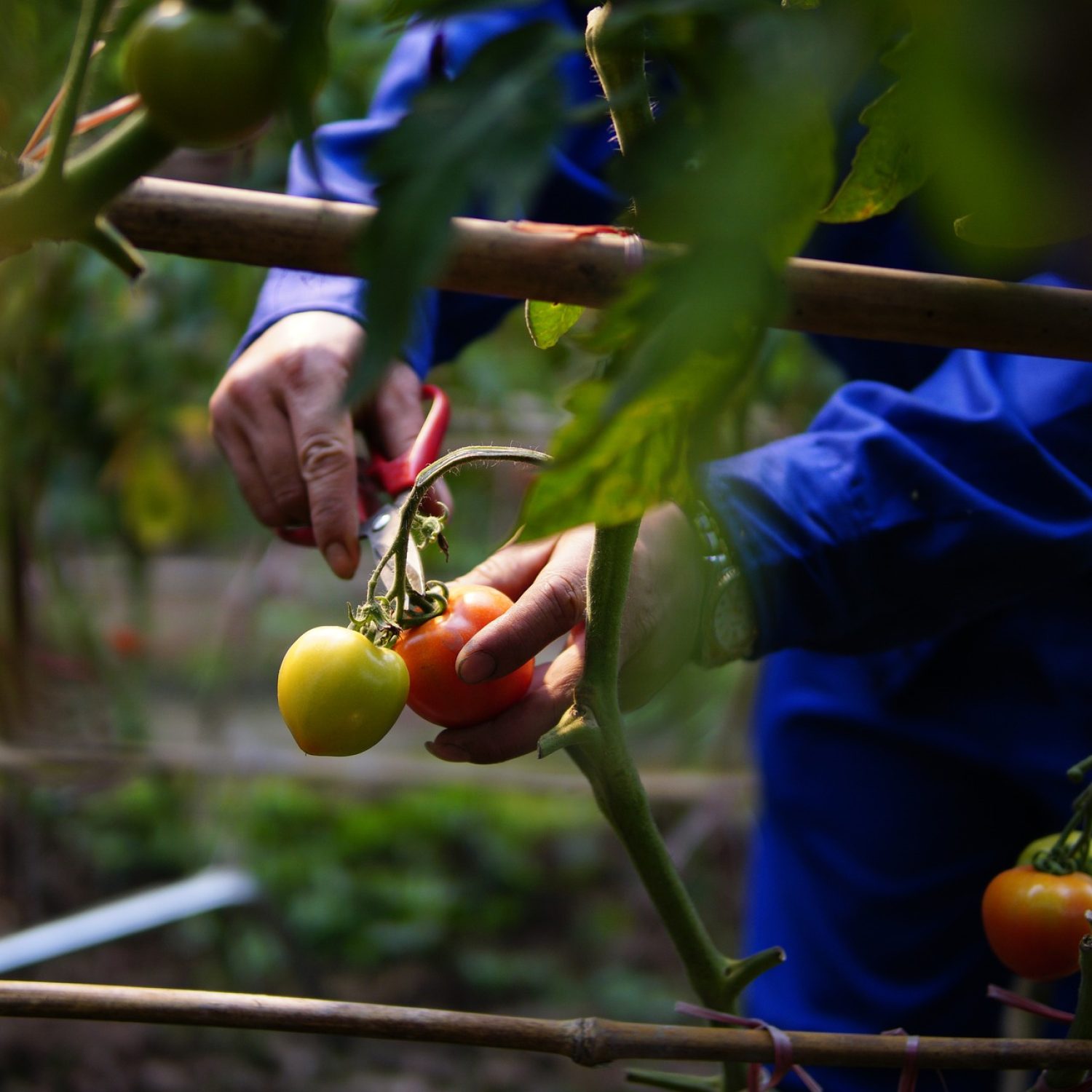 Azienda_Agricola_Iezzi3